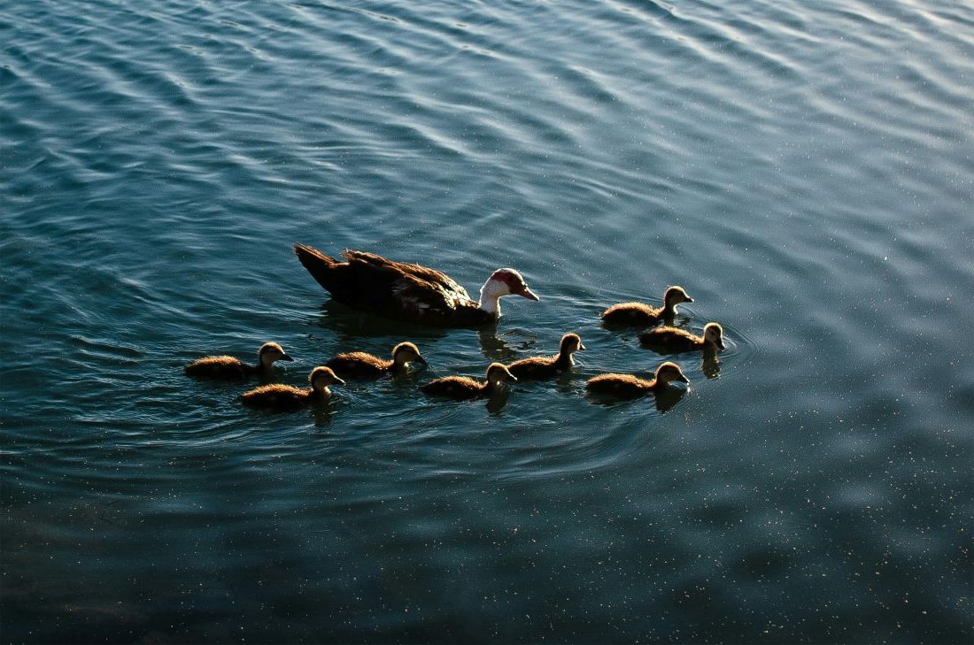 center parc trois forêts canards